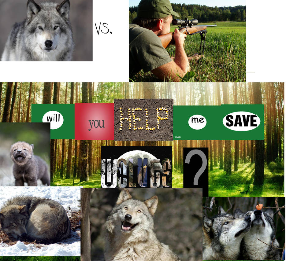 Wolf Help Please! Help me save wolves! by NarniaWolf on DeviantArt