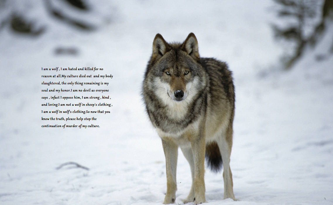 Wolf names. Фото 3 дасрлан имя волк.
