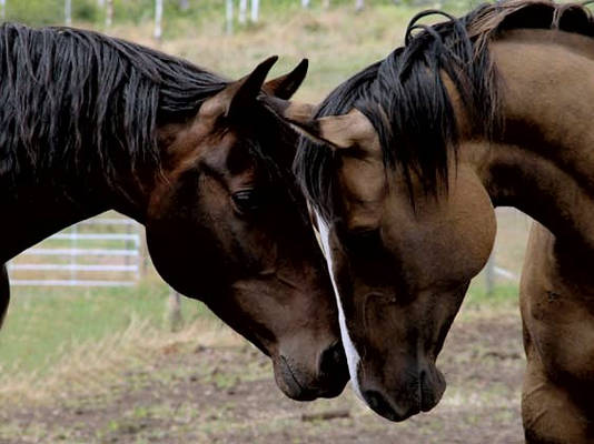 Horses