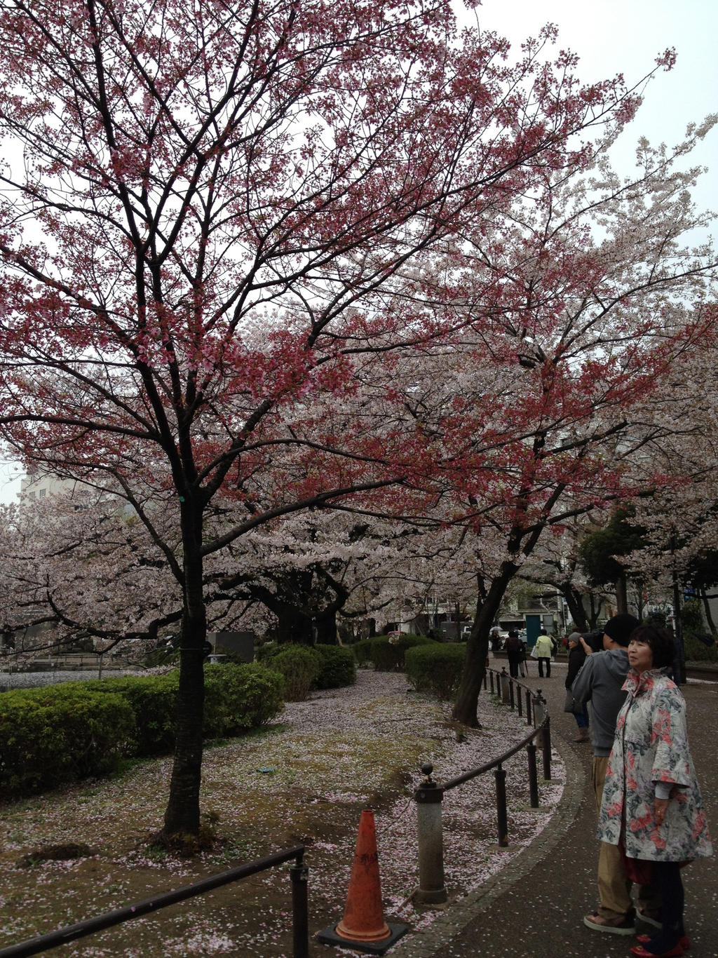 Sakura Viewing