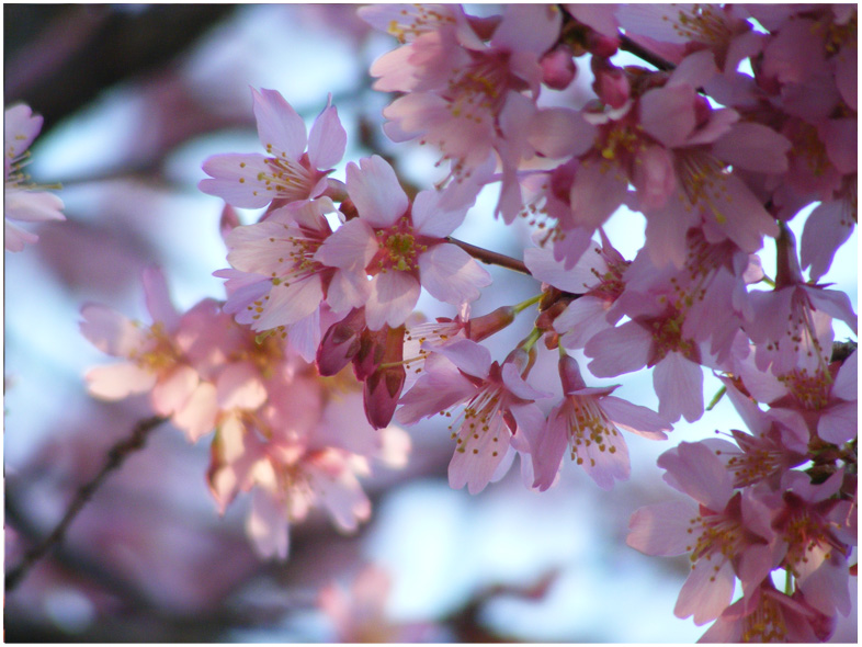 Sakura Blossoms 1