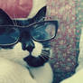 my cat is a hipster