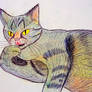 Domestic Cat