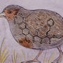 Perdix