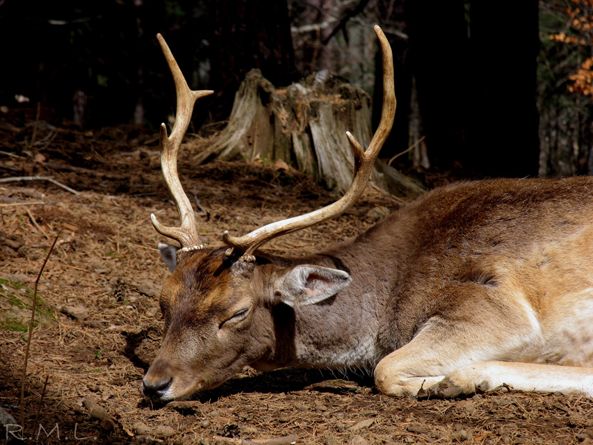 Deer Sleeping