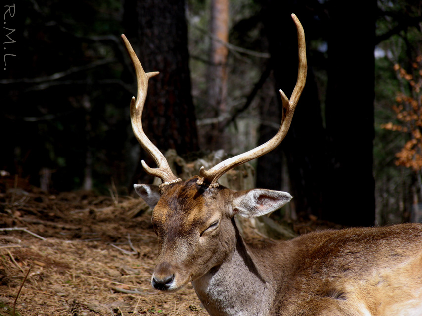 Deer Sleeping 2