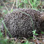 Hedgehog