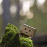 Autumn Danbo III