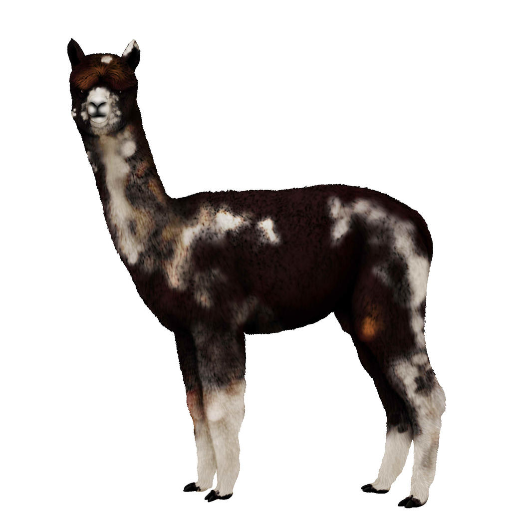 Alpaca adopt (open!)