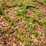 RootMoss