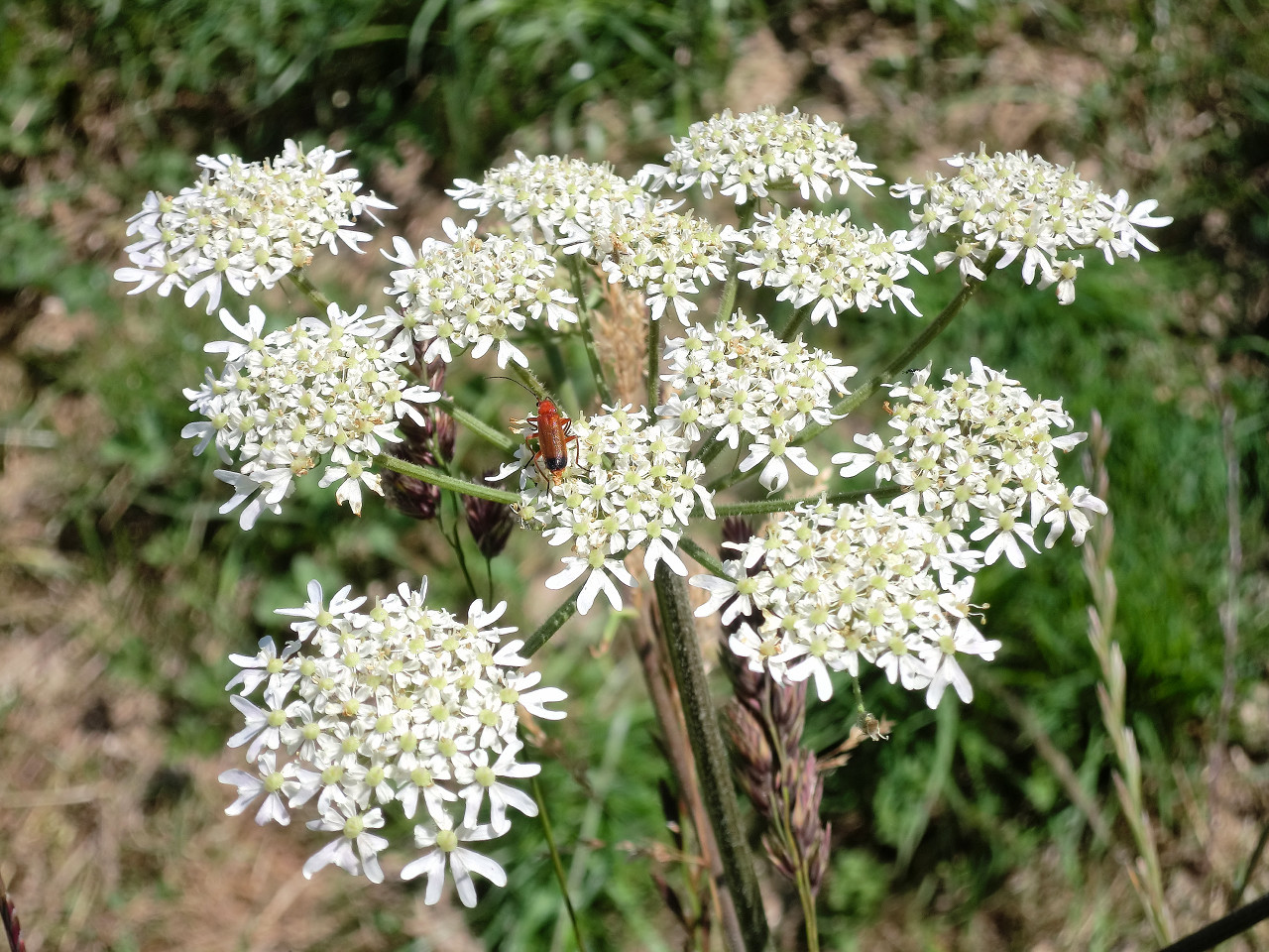 Cow Parsley detail