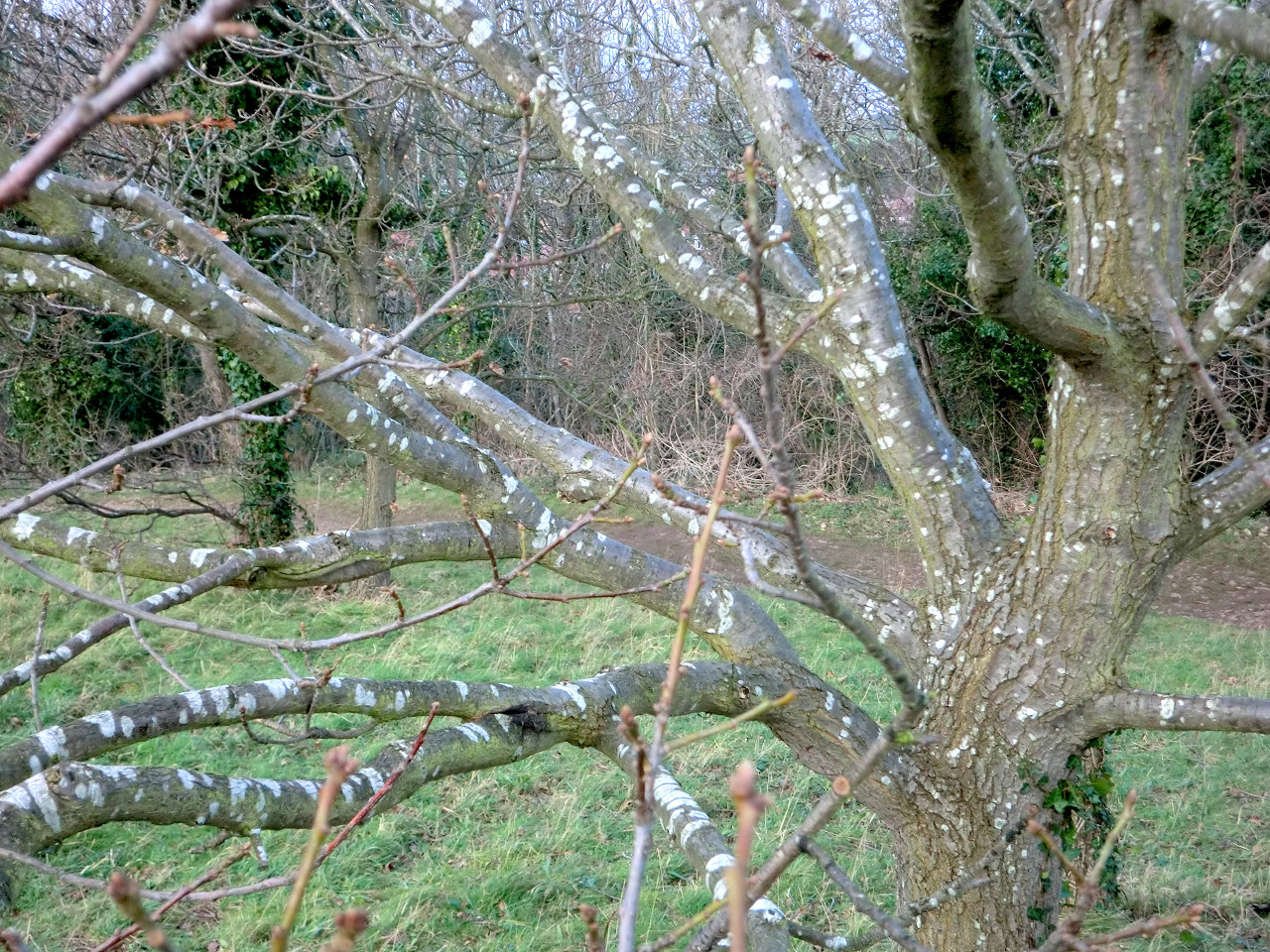 The Lichen Tree