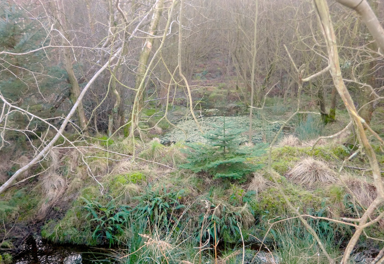 Forest waters 1