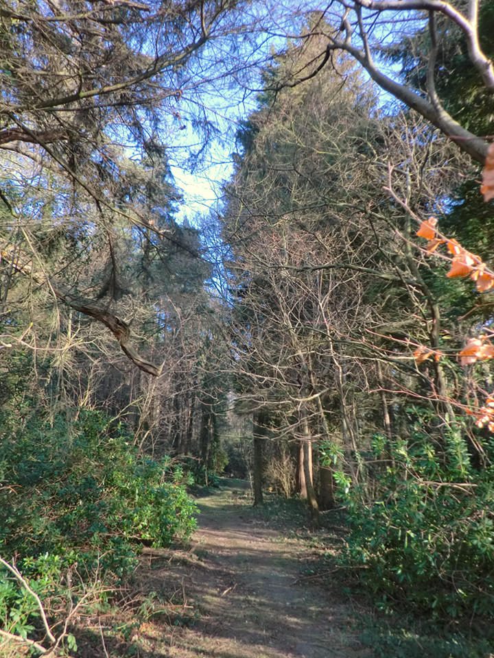 Woodland path