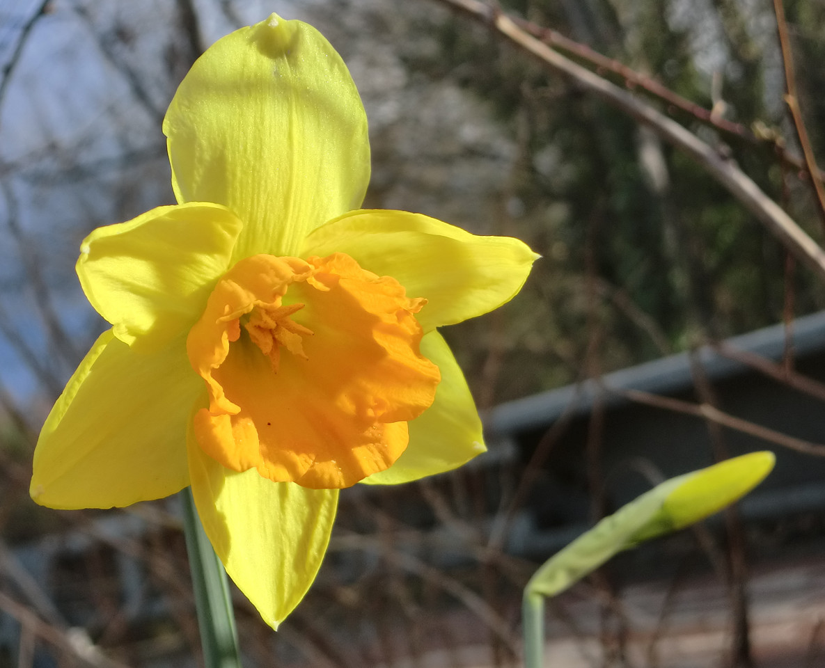 Daffodil 2