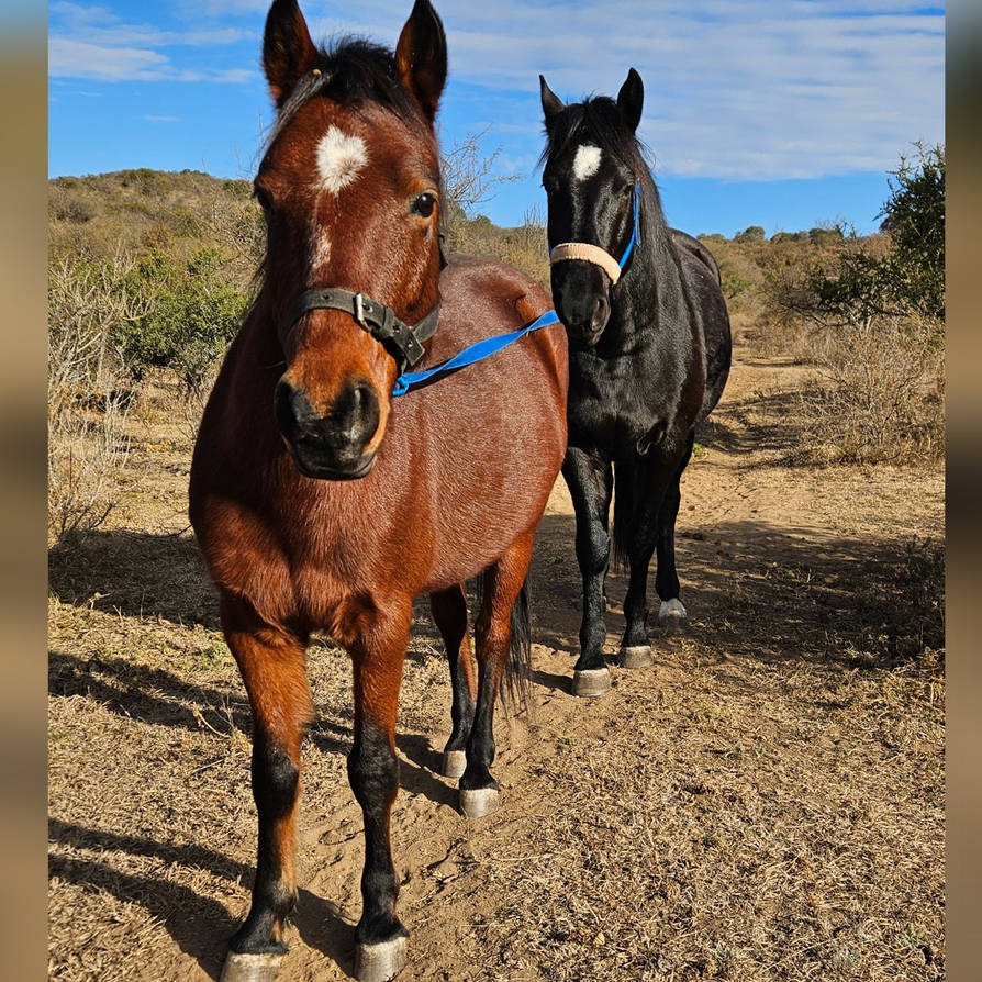 mis_caballos_by_trinidadprox_dj23l27-pre.jpg?token=eyJ0eXAiOiJKV1QiLCJhbGciOiJIUzI1NiJ9.eyJzdWIiOiJ1cm46YXBwOjdlMGQxODg5ODIyNjQzNzNhNWYwZDQxNWVhMGQyNmUwIiwiaXNzIjoidXJuOmFwcDo3ZTBkMTg4OTgyMjY0MzczYTVmMGQ0MTVlYTBkMjZlMCIsIm9iaiI6W1t7ImhlaWdodCI6Ijw9MTI4MCIsInBhdGgiOiJcL2ZcLzg2YzQ4ODFkLTcxNmUtNDNlYi1iYjY0LWFiMTY5YWZkMmZlOFwvZGoyM2wyNy00MjM2NjRhZC1lNTFkLTQ5OGYtYWEzNC1mMzc3NjBlNmRjZjAuanBnIiwid2lkdGgiOiI8PTEyODAifV1dLCJhdWQiOlsidXJuOnNlcnZpY2U6aW1hZ2Uub3BlcmF0aW9ucyJdfQ.E3U1VWw9o-U2VqF4nY0yWxABVxCYXZjpvmVFpBuXXhA