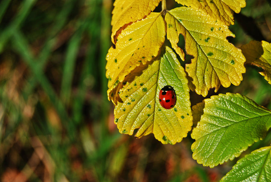 Ladybug..