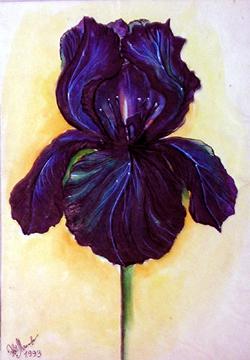 Purple - Black Iris flower