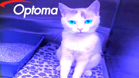 Optoma cat