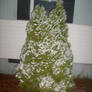 White Christmas?