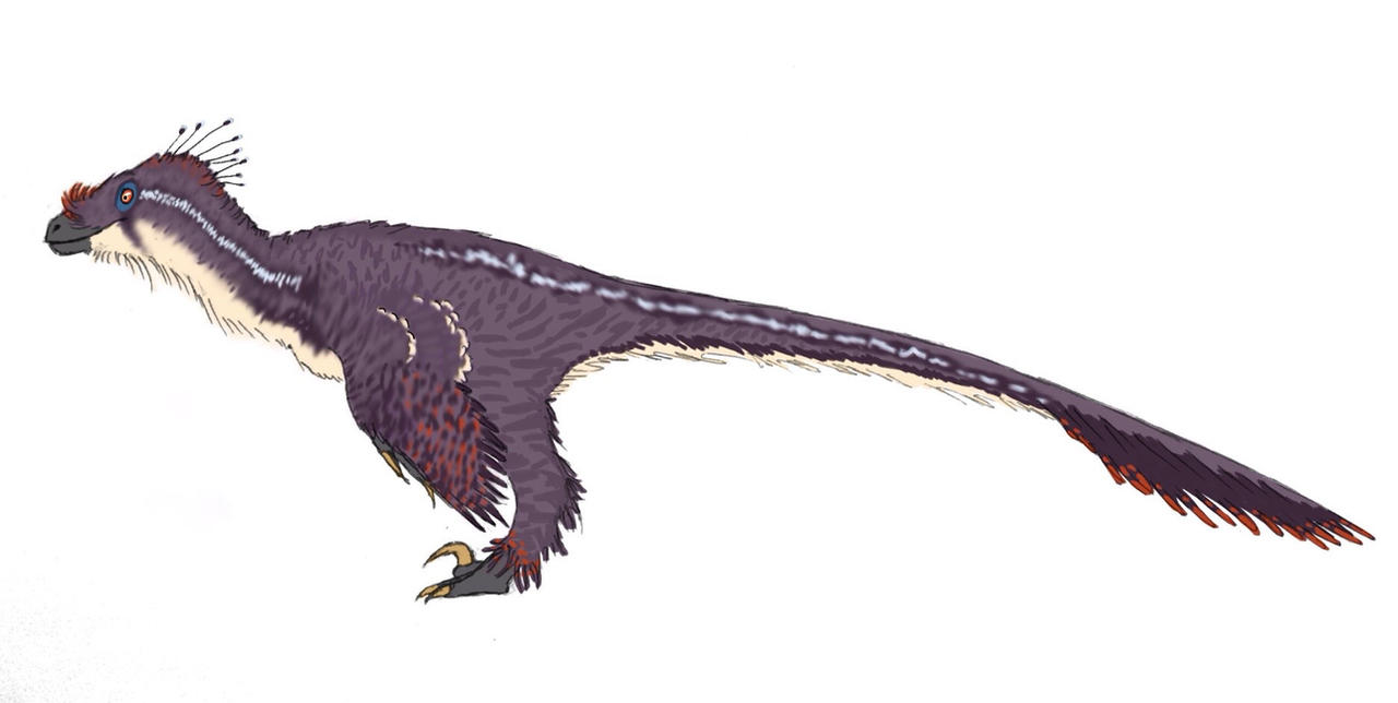 Velociraptor Sornaensis (male) by neaji on DeviantArt