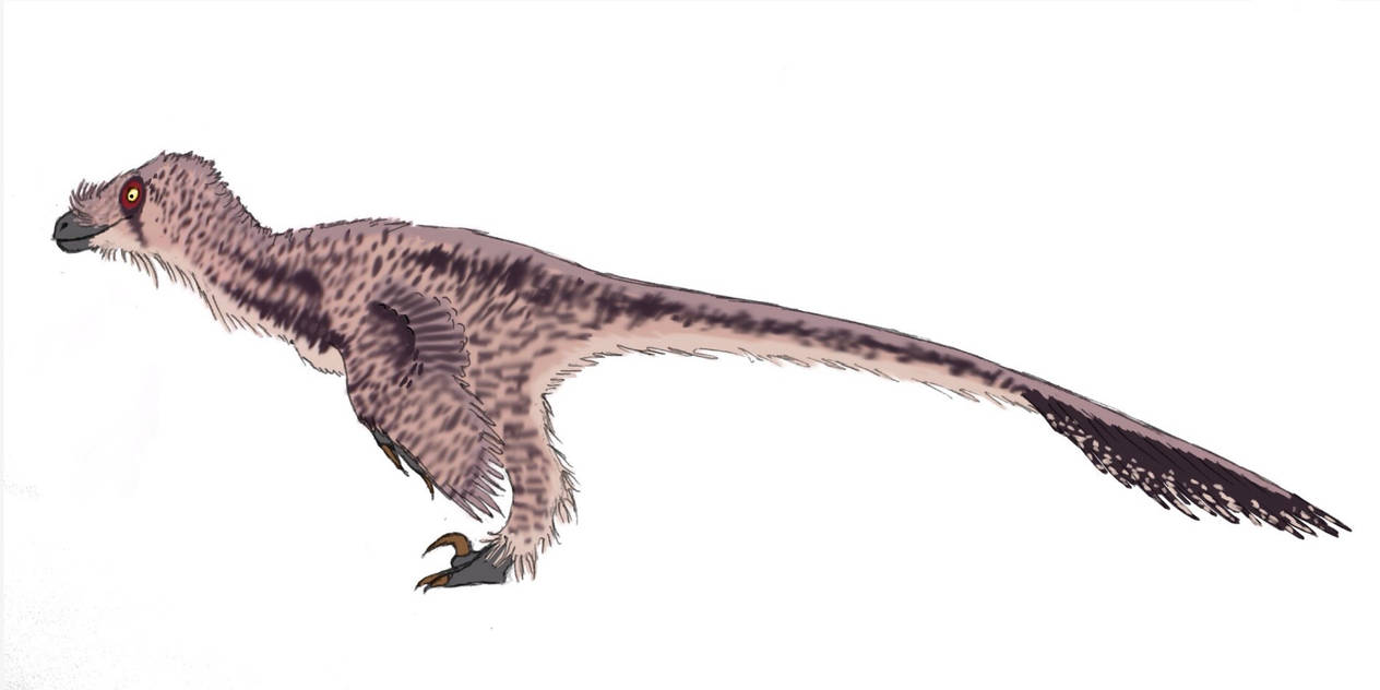 Velociraptor Sornaensis (female) by neaji on DeviantArt