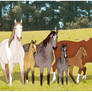 The Broodmares