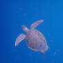 Galapagos undersea: Rising Turtle