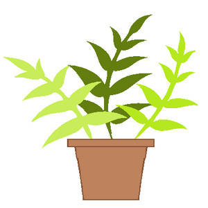 Potted Fern