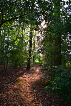 Forest Entrance