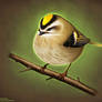 Golden Crowned Kinglet