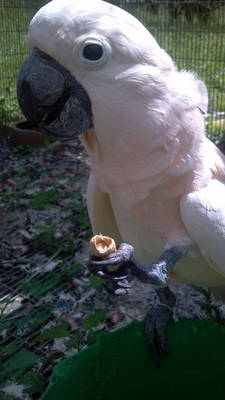 Nemo the Moluccan Cockatoo 8