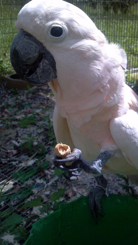 Nemo the Moluccan Cockatoo 8