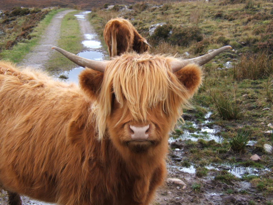 Highland Cow