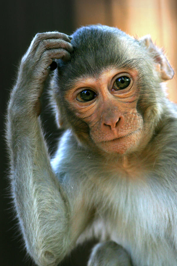 Rhesusaffe by peaceman-L on DeviantArt