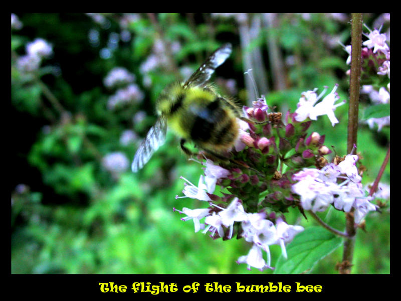 The flight of the bumblebee