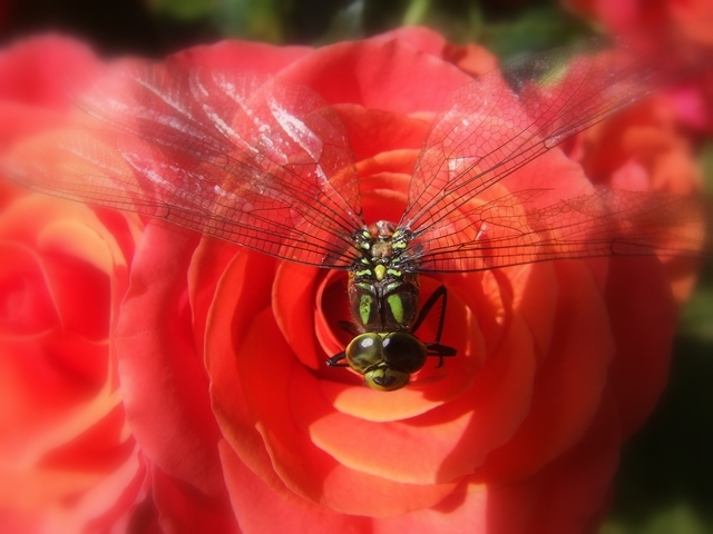 On a rose .