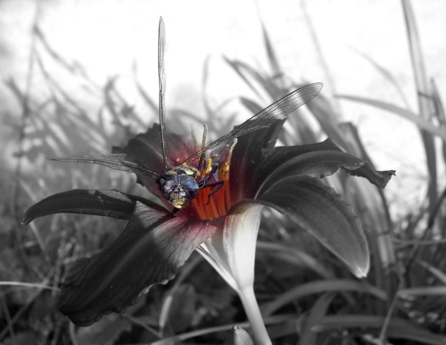 Dragonfly in flower .