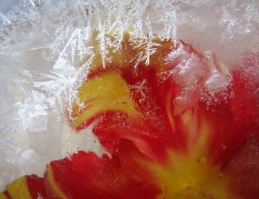 Tulip in ice .