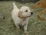 Golden Retriever Puppy by Phosphos