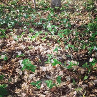 Trillium Flowers