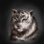 White Tiger