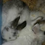 Baby Rabbits born 23/1/14