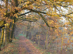 Autumn colours