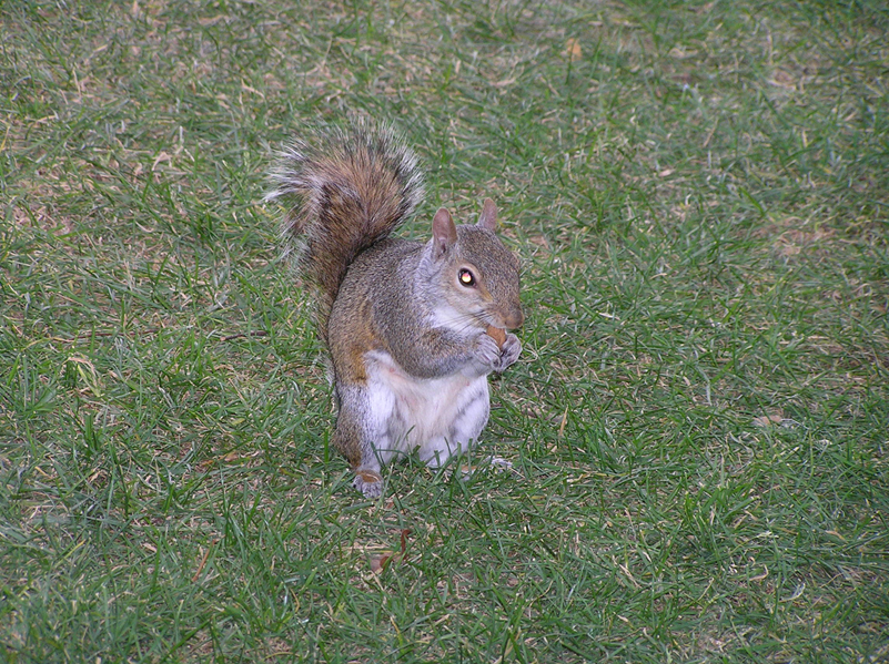 Squirrel Chews Cigarette Butt