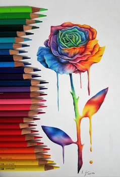 Colorful rose