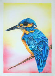 New kingfisher