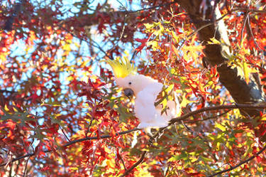 Canberra Autumn 2017 - 18