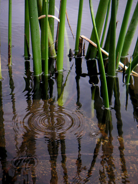 Rain Drops - 01 by caffinefreek on DeviantArt