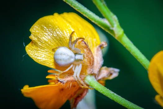 Crab Spider